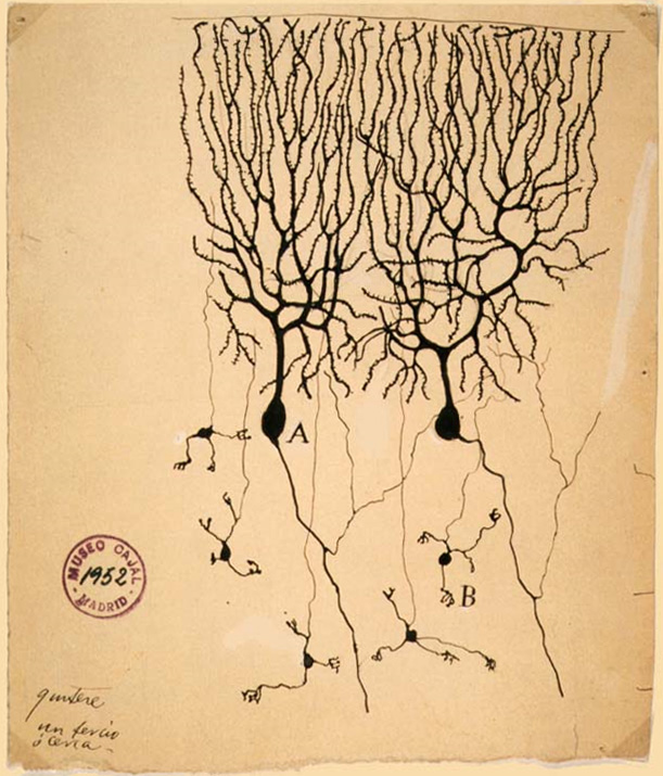 Dibujo de una célula de Purkinje hecho por Ramón y Cajal